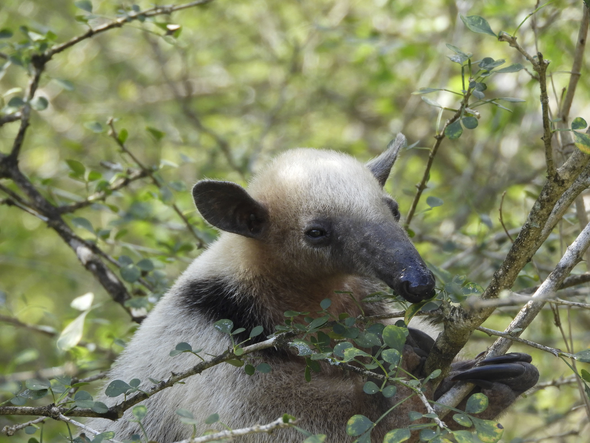 Photos of Northern Tamandua (Tamandua mexicana) · iNaturalist