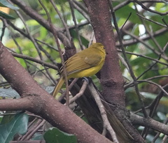 Iole indica