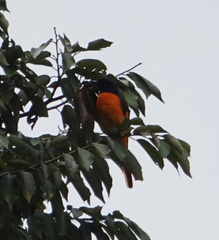 Pericrocotus flammeus