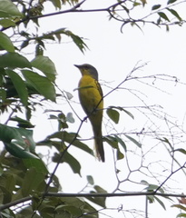 Pericrocotus flammeus