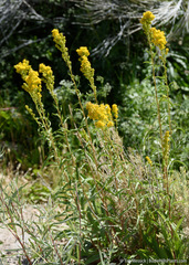 Solidago spectabilis