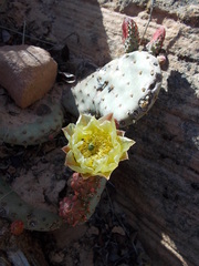 Opuntia aurea