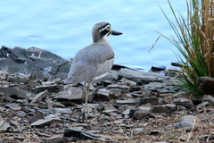 Esacus recurvirostris