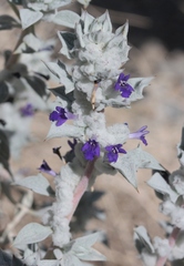 Salvia funerea