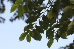 Holoptelea integrifolia