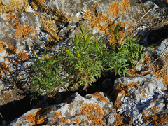 Bidens parviflora