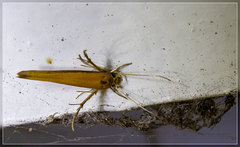 Stathmopoda skelloni