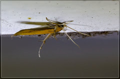 Stathmopoda skelloni