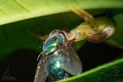 Thomisidae