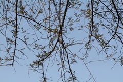 Vachellia nilotica