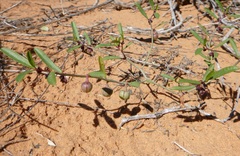 Phyllanthus warnockii