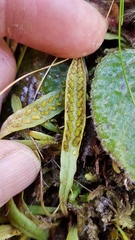 Notogrammitis patagonica