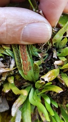 Notogrammitis patagonica