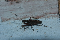 Paraheraeus eximius