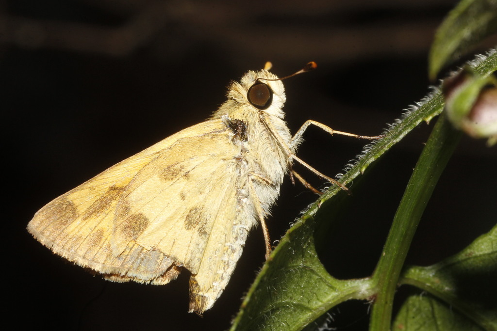 Polites vibex praeceps