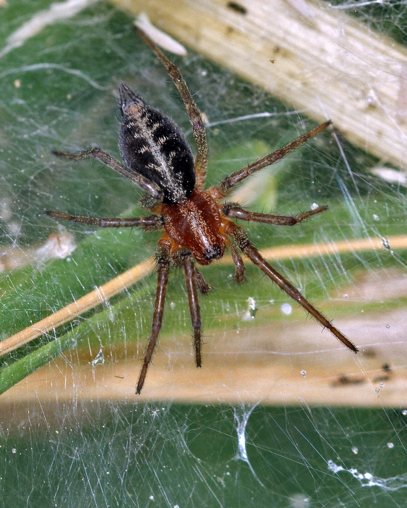 Agelena Labyrinthica (arthropodes Du Co Vuillonnex) · Inaturalist