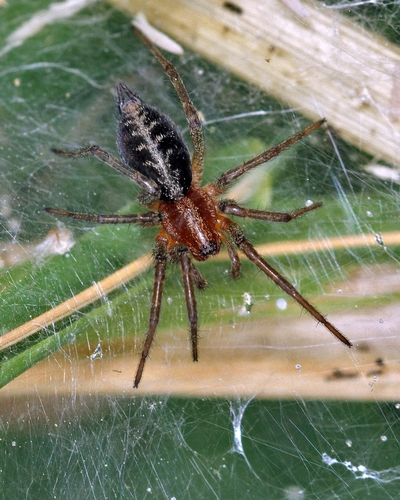 Agelena labyrinthica (Arthropodes du CO Vuillonnex) · iNaturalist