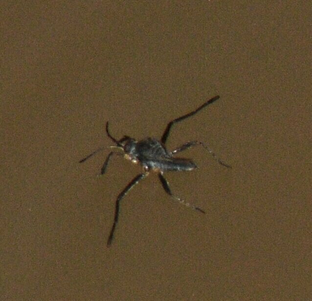 Rhagovelia from Westchester Hills/Chelsea Heights, Decatur, GA, USA on August 10, 2023 at 0145