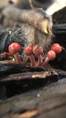 Paraisaria amazonica