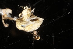 Hentziectypus florens