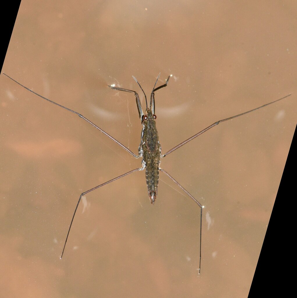 Aquarius remigis from Westchester Hills/Chelsea Heights, Decatur, GA, USA on August 10, 2023 at