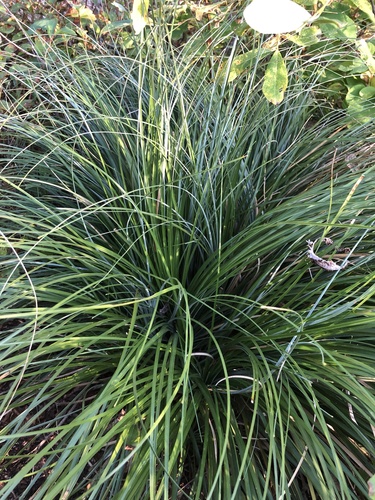 iNaturalist observation 2023-09-01