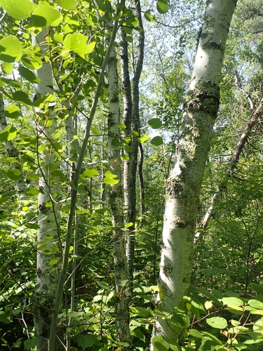 Paper Birch
