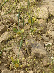 Eriogonum fusiforme