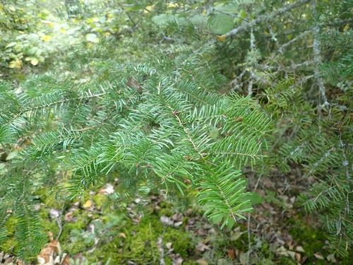 balsam fir