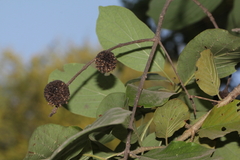 Mitragyna parvifolia