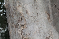 Mitragyna parvifolia