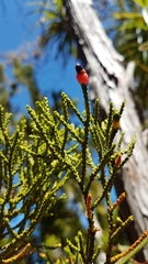 Lepidothamnus intermedius