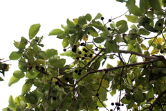 Mitragyna parvifolia