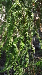 Lepidothamnus intermedius