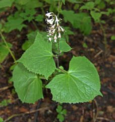 Parasenecio praetermissus