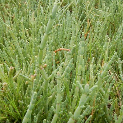 Dense Glasswort (Salicornia decumbens)