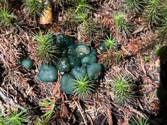 Leotia lubrica image
