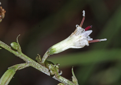 Parasenecio praetermissus