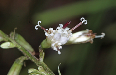 Parasenecio praetermissus