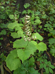 Parasenecio praetermissus