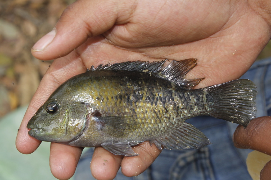 Tamasopo Cichlid