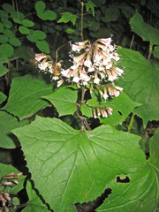 Parasenecio praetermissus