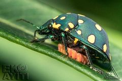 Pachycoris