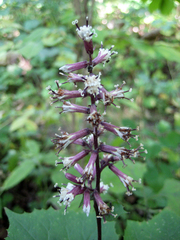 Parasenecio praetermissus