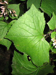 Parasenecio praetermissus