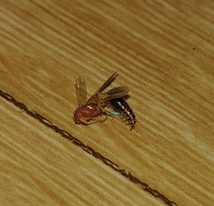 Tricholabiodes