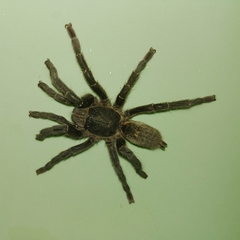 Harpactira
