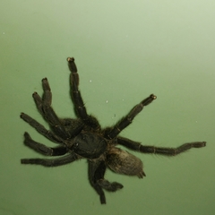 Harpactira