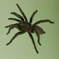 Harpactira