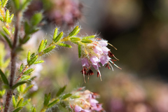 Erica similis